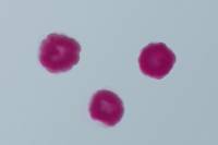 Oursin - embryologie - stade morula x100